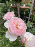 ROSE DAVID AUSTIN HERITAGE BARE ROOT 