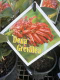 GREVILLEA DEUA 14CM