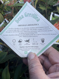 GREVILLEA DEUA 14CM