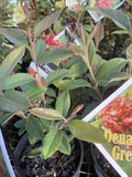 GREVILLEA DEUA 14CM