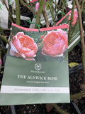 ROSE DAVID AUSTIN THE ALNWICK ROSE BARE ROOT 