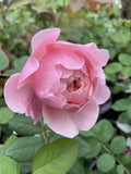 ROSE DAVID AUSTIN THE ALNWICK ROSE BARE ROOT 