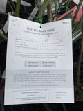 ROSE DAVID AUSTIN THE ALNWICK ROSE BARE ROOT 