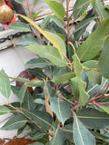 CORYMBIA FICIFOLIA GRAFTED MINI RED 20CM