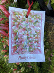 ERICA RUBY GLOW 14CM