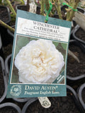 ROSE DAVID AUSTIN WINCHESTER CATHEDRAL BARE ROOT 