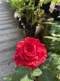 ROSE DELBARD RED INTUITION BARE ROOT 