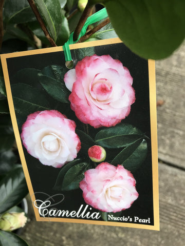 CAMELLIA NUCCIO'S PEARL 25CM 