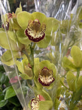 CYMBIDIUM ORCHID SPIKE 