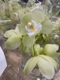 CYMBIDIUM ORCHID SPIKE 