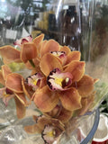 CYMBIDIUM ORCHID SPIKE 