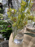 CYMBIDIUM ORCHID SPIKE 