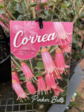 CORREA PINKER BELLS 14CM