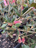 CORREA PINKER BELLS 14CM