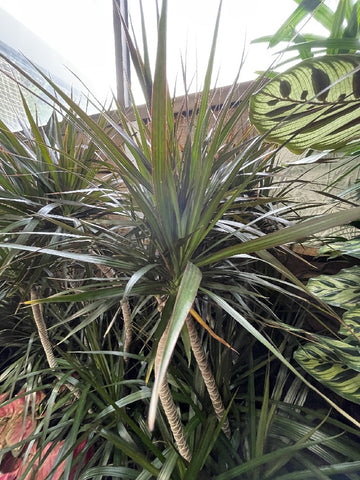 DRACAENA BLACK KNIGHT 25CM