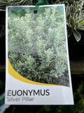 EUONYMUS SILVER PILLAR 14CM