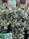 EUONYMUS SILVER PILLAR 14CM