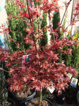 ACER PALMATUM SHAINA 30CM