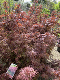 ACER PALMATUM SHAINA 30CM