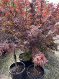 ACER PALMATUM SHAINA 30CM