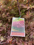 ACER PALMATUM SHAINA 30CM