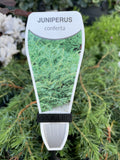 JUNIPERUS CONFERTA 20CM