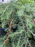 JUNIPERUS CONFERTA 20CM