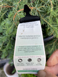 JUNIPERUS CONFERTA 20CM