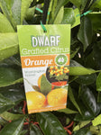 ORANGE DWARF WASHINGTON NAVEL 5L