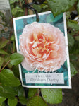 ROSA DAVID AUSTIN ABRAHAM DARBY 20CM 