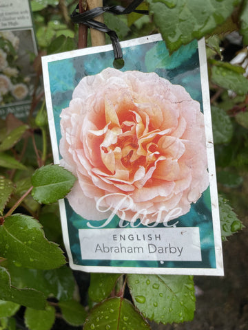 ROSA DAVID AUSTIN ABRAHAM DARBY 20CM 