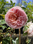 ROSA DAVID AUSTIN ABRAHAM DARBY 20CM 