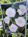 CAMELLIA MIGNONNE 20CM