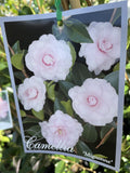 CAMELLIA MIGNONNE 20CM