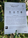 CAMELLIA MIGNONNE 20CM