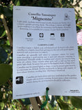 CAMELLIA MIGNONNE 20CM