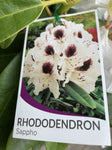 RHODODENDRON SAPPHO 25CM