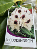 RHODODENDRON SAPPHO 25CM