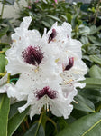 RHODODENDRON SAPPHO 25CM