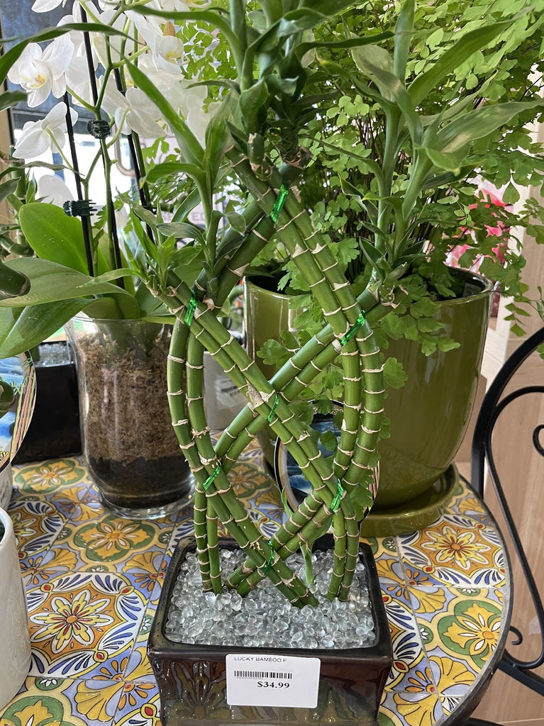 lucky bamboo sydney LUCKY BAMBOO F – Poyntons Nursery