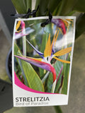 STRELITZIA REGINAE 30CM
