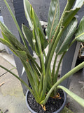 STRELITZIA REGINAE 30CM