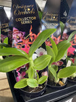 DENDROBIUM ORCHID 6CM 