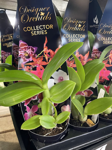 DENDROBIUM ORCHID 6CM 