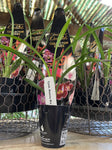 DENDROBIUM ORCHID 6CM 