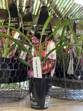 DENDROBIUM ORCHID 6CM 