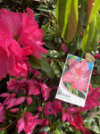 AZALEA GARDEN PARTY 25CM