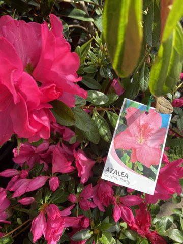 AZALEA GARDEN PARTY 25CM