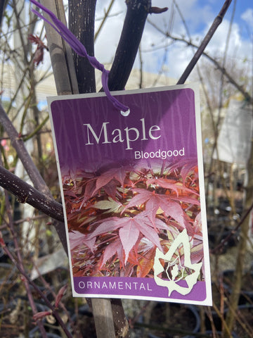 ACER PALMATUM BLOODGOOD 30CM