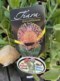 LEUCOSPERMUM TIARA 20CM